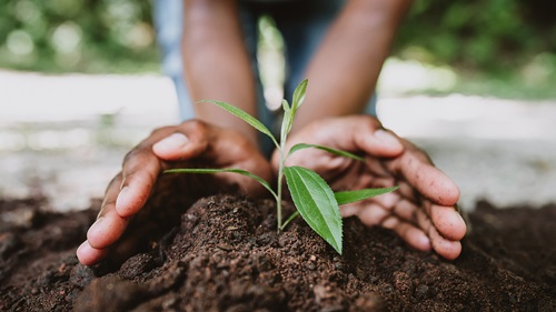 Young hands plant a seedling into the soil.