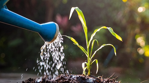 Sunlight shines on a young plant as it receives water from a watering can.